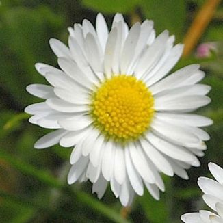 Daisy-1