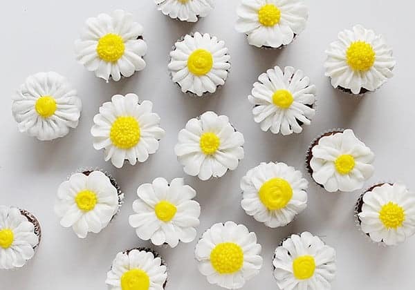 如何管奶油乳酪雏菊吗